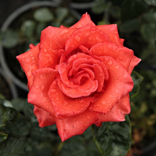 Rosa Clarita™ - rosa de fragancia discreta - Árbol de Rosas Híbrido de Té - rosal de pie alto - rojo - Francis Meilland- forma de corona de tallo recto - Rosal de árbol con forma de flor típico de las rosas de corte clásico.